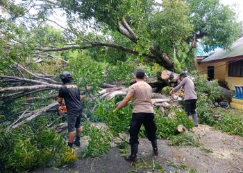 Kapolsek Barru Dan Jajaran Turun Evakuasi Dan Bersihkan Pohon Tumbang  Di Jalan Sunu