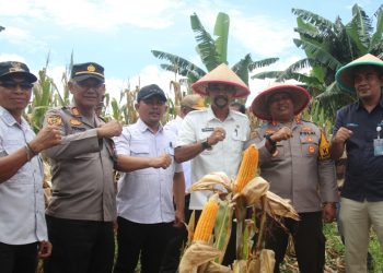 Plh Sekda Barru: Panen Raya Jagung Hibrida Wujud Komitmen Ketahanan Pangan