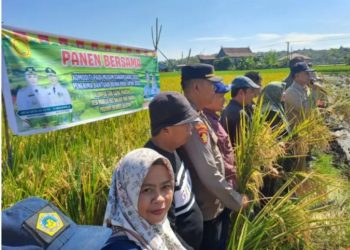 Kadis Pertanian Barru: Hasil Panen Naik 26% Berkat Banpen Benih Unggul Kementan