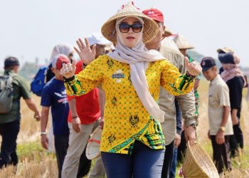 Bupati Barru Turun ke Sawah, Pacu Semangat Petani dengan Traktor