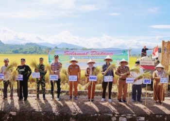 Bupati Barru Pimpin Panen, Buktikan Sinergi Wujudkan Ketahanan Pangan