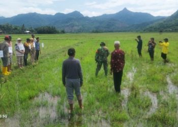 SINERGI POLRI, PEMERINTAH, DAN MASYARAKAT WUJUDKAN KETAHANAN PANGAN MELALUI TRADISI TURUN SAWAH DI DESA MANUBA