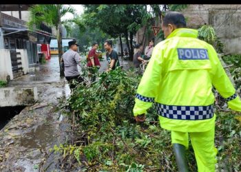 Hujan Deras dan Angin Kencang Terjang Barru, Sejumlah Pohon Tumbang Ganggu Lalu Lintas
