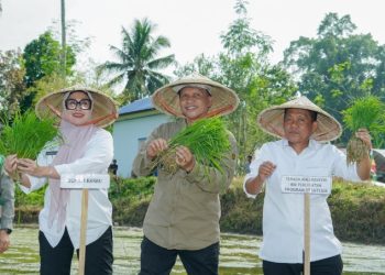 Barru –  Komitmen Pemerintah Kabupaten Barru dalam menjadikan sektor pertanian sebagai pilar utama pembangunan kembali ditegaskan melalui kegiatan percepatan tanam program optimasi lahan (Opla) yang digelar di Kelurahan Sepe’e, Kecamatan Barru, Kamis (30/4/2026). Kegiatan ini merupakan bagian dari tanam serentak nasional yang dipusatkan di Kabupaten Agam, Provinsi Sumatera Barat sekaligus mencerminkan sinergi kuat antara pemerintah daerah, pemerintah pusat, akademisi, hingga petani.  Percepatan ini ditandai dengan penanamam padi bersama dilokasi lahan Kelompok Tani Sepee 1 oleh Bupati Barru bersama Tenaga Ahli Menteri Pertanian, Unsur Forkopimda dan perwakilan, Wakil Direktur 3 Polbangtan Gowa, Camat Barru.  Bupati Barru, Andi Ina Kartika Sari, dalam sambutannya menegaskan bahwa sektor pertanian adalah “jantung” perekonomian daerah, mengingat sebagian besar masyarakat menggantungkan hidup di sektor tersebut. Ia menekankan pentingnya penanganan pertanian oleh sumber daya yang kompeten dan berintegritas.  “Pertanian adalah jantungnya Kabupaten Barru. Saya tidak ingin salah memilih, sektor ini harus ditangani oleh orang-orang yang tepat,” tegasnya.  Bupati juga mengapresiasi kontribusi berbagai pihak, mulai dari akademisi, Polbangtan Gowa, Forkopimda, Badan Pusat Statistik, perbankan, Bulog, hingga para penyuluh pertanian sebagai ujung tombak di lapangan. Peran Bulog secara khusus disorot dalam menjaga stabilitas harga gabah petani yang saat ini berada di kisaran Rp. 6.500 hingga Rp. 7.200 per kilogram.  Menurutnya, kinerja sektor pertanian turut mendorong pertumbuhan ekonomi daerah yang signifikan. Berdasarkan data BPS pertumbuhan ekonomi Kabupaten Barru meningkat dari 4,93 persen pada 2024 menjadi 5,16 persen dalam satu tahun terakhir, melampaui rata-rata nasional sebesar 5,12 persen.  “Ini bukan kata Bupati, tapi data BPS. Alhamdulillah, pertumbuhan ekonomi Barru 5,16 persen, di atas rata-rata nasional 5,12 persen. Artinya sektor pertanian kita benar-benar memberi kontribusi nyata,” ujarnya.  Ia menjelaskan bahwa peningkatan produksi tidak terlepas dari program Luas Tambah Tanam (LTT) yang digagas Kementerian Pertanian Republik Indonesia. Dengan luas baku sawah sekitar 15.000 hektare, Barru mampu meningkatkan luas tanam hingga lebih dari 30.000 hektare, bahkan mendekati 36.000 hektare melalui peningkatan indeks pertanaman.  “Yang tadinya satu kali panen bisa dua kali, bahkan tiga kali. Itulah kekuatan LTT,” jelasnya.  Dalam kesempatan tersebut, Bupati Andi Ina juga menyampaikan apresiasi kepada Menteri Pertanian atas berbagai program dan perhatian yang diberikan kepada daerah, termasuk Kabupaten Barru. Ia menilai berbagai kebijakan yang ada telah memberikan solusi nyata dalam meningkatkan hasil pertanian.  Menutup sambutannya, Bupati menyampaikan pesan reflektif tentang pentingnya menempatkan sesuatu pada ahlinya sebagai kunci keberhasilan pembangunan.  “Kalau kita berikan kepada ahlinya, Insyaallah dari hulu sampai hilir akan terselesaikan dengan baik,” katanya.  Sementara itu, Tenaga Ahli Menteri Pertanian Bidang Percepatan Program Strategis, Abdul Haris Bahrun, memberikan apresiasi terhadap kinerja Pemerintah Kabupaten Barru. Ia menyebut Bupati Barru sebagai salah satu kepala daerah yang aktif berkoordinasi dengan Kementerian Pertanian.  “Ibu Bupati ini salah satu yang paling rajin ke Kementerian Pertanian. Wajar kalau Barru banyak mendapatkan bantuan,” ujarnya.  Ia menjelaskan bahwa Kabupaten Barru menjadi salah satu lokasi strategis pelaksanaan tanam serentak nasional dalam program optimasi lahan seluas 50.000 hektare. Di Barru, progres tanam terus menunjukkan peningkatan signifikan dengan target capaian 80 hingga 90 persen.  Menurutnya, Barru selama ini dikenal sebagai daerah dengan produktivitas padi tinggi di Sulawesi Selatan, bahkan mencapai 6 hingga 7 ton per hektare. Hal tersebut tidak terlepas dari kolaborasi multipihak, mulai dari petani, penyuluh, TNI-Polri, hingga dukungan pemerintah pusat.  “Barru selalu menorehkan prestasi. Produktivitasnya tinggi, bahkan bisa mencapai 7 ton per hektare,” ungkapnya.  Data produksi menunjukkan tren peningkatan dari sekitar 129 ribu ton menjadi sekitar 139 ribu ton. Kontribusi ini turut mendukung capaian swasembada pangan nasional, dengan stok beras nasional yang saat ini mencapai sekitar 5 juta ton.  Dalam menghadapi tantangan ke depan, khususnya potensi El Niño, pemerintah mendorong langkah strategis seperti penggunaan benih unggul berumur genjah, optimalisasi pompanisasi, serta penguatan sistem irigasi perpompaan. Selain itu, program benih mandiri juga terus diperkuat guna meningkatkan efisiensi dan adaptasi terhadap kondisi lokal.  “Kalau satu kali tanam harus jadi dua kali, kalau dua kali harus jadi tiga kali. Itu kunci peningkatan produksi,” jelasnya.  Sementara dalam laporannya, Kepala Dinas Pangan, Tanaman Pangan, Holtilkutura dan Perkebunan Kabupaten Barru, Ahmad, menyampaikan bahwa pada tahun 2025, Kabupaten Barru mendapatkan alokasi program optimasi lahan seluas 1.943 hektare. Program ini terbukti mampu meningkatkan produksi dan produktivitas hingga 21,83 persen berdasarkan data BPS.  Pada kegiatan hari ini, dilakukan penanaman di hamparan seluas 50 hektare menggunakan varietas unggul padi Inpari. Sementara untuk musim tanam berikutnya (MT3), direncanakan penggunaan varietas super genjah Cakra Buana dengan umur panen sekitar 75 hari.  Ia juga menargetkan realisasi tanam optimasi lahan mencapai 600 hektare hingga akhir April 2026, sebagai bagian dari upaya menjaga keberlanjutan produksi di tengah potensi ancaman perubahan iklim.  “Ini merupakan langkah strategis kita agar produksi tetap terjaga meskipun menghadapi tantangan iklim,” ujarnya.  Turut hadir, Tenaga Ahli Bidang Kerja Sama Antar Lembaga Kementan, Tenaga Ahli Bidang Lingkungan Kementan, Kabag Perekonomian dan SDA Setda Barru, Kepala BPS Kab.Barru, Pimpinan Cabang Bank Sulselbar Barru, Relationship Manager Funding & Transaksi BRI Cab Barru, Para Danramil se Kab.Barru, Kapolsek Barru, Lurah Sepee, para Babinsa se Kab.Barru, Bhabinkamtibmas Sepee, Ketua dan pengurus KTNA Barru, para PPL Se Kab.Barru, para manager Brigade Pangan se Kab.Barru, para kelompok tani, dan undangan lainnya.