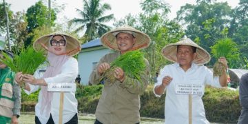 Barru –  Komitmen Pemerintah Kabupaten Barru dalam menjadikan sektor pertanian sebagai pilar utama pembangunan kembali ditegaskan melalui kegiatan percepatan tanam program optimasi lahan (Opla) yang digelar di Kelurahan Sepe’e, Kecamatan Barru, Kamis (30/4/2026). Kegiatan ini merupakan bagian dari tanam serentak nasional yang dipusatkan di Kabupaten Agam, Provinsi Sumatera Barat sekaligus mencerminkan sinergi kuat antara pemerintah daerah, pemerintah pusat, akademisi, hingga petani.  Percepatan ini ditandai dengan penanamam padi bersama dilokasi lahan Kelompok Tani Sepee 1 oleh Bupati Barru bersama Tenaga Ahli Menteri Pertanian, Unsur Forkopimda dan perwakilan, Wakil Direktur 3 Polbangtan Gowa, Camat Barru.  Bupati Barru, Andi Ina Kartika Sari, dalam sambutannya menegaskan bahwa sektor pertanian adalah “jantung” perekonomian daerah, mengingat sebagian besar masyarakat menggantungkan hidup di sektor tersebut. Ia menekankan pentingnya penanganan pertanian oleh sumber daya yang kompeten dan berintegritas.  “Pertanian adalah jantungnya Kabupaten Barru. Saya tidak ingin salah memilih, sektor ini harus ditangani oleh orang-orang yang tepat,” tegasnya.  Bupati juga mengapresiasi kontribusi berbagai pihak, mulai dari akademisi, Polbangtan Gowa, Forkopimda, Badan Pusat Statistik, perbankan, Bulog, hingga para penyuluh pertanian sebagai ujung tombak di lapangan. Peran Bulog secara khusus disorot dalam menjaga stabilitas harga gabah petani yang saat ini berada di kisaran Rp. 6.500 hingga Rp. 7.200 per kilogram.  Menurutnya, kinerja sektor pertanian turut mendorong pertumbuhan ekonomi daerah yang signifikan. Berdasarkan data BPS pertumbuhan ekonomi Kabupaten Barru meningkat dari 4,93 persen pada 2024 menjadi 5,16 persen dalam satu tahun terakhir, melampaui rata-rata nasional sebesar 5,12 persen.  “Ini bukan kata Bupati, tapi data BPS. Alhamdulillah, pertumbuhan ekonomi Barru 5,16 persen, di atas rata-rata nasional 5,12 persen. Artinya sektor pertanian kita benar-benar memberi kontribusi nyata,” ujarnya.  Ia menjelaskan bahwa peningkatan produksi tidak terlepas dari program Luas Tambah Tanam (LTT) yang digagas Kementerian Pertanian Republik Indonesia. Dengan luas baku sawah sekitar 15.000 hektare, Barru mampu meningkatkan luas tanam hingga lebih dari 30.000 hektare, bahkan mendekati 36.000 hektare melalui peningkatan indeks pertanaman.  “Yang tadinya satu kali panen bisa dua kali, bahkan tiga kali. Itulah kekuatan LTT,” jelasnya.  Dalam kesempatan tersebut, Bupati Andi Ina juga menyampaikan apresiasi kepada Menteri Pertanian atas berbagai program dan perhatian yang diberikan kepada daerah, termasuk Kabupaten Barru. Ia menilai berbagai kebijakan yang ada telah memberikan solusi nyata dalam meningkatkan hasil pertanian.  Menutup sambutannya, Bupati menyampaikan pesan reflektif tentang pentingnya menempatkan sesuatu pada ahlinya sebagai kunci keberhasilan pembangunan.  “Kalau kita berikan kepada ahlinya, Insyaallah dari hulu sampai hilir akan terselesaikan dengan baik,” katanya.  Sementara itu, Tenaga Ahli Menteri Pertanian Bidang Percepatan Program Strategis, Abdul Haris Bahrun, memberikan apresiasi terhadap kinerja Pemerintah Kabupaten Barru. Ia menyebut Bupati Barru sebagai salah satu kepala daerah yang aktif berkoordinasi dengan Kementerian Pertanian.  “Ibu Bupati ini salah satu yang paling rajin ke Kementerian Pertanian. Wajar kalau Barru banyak mendapatkan bantuan,” ujarnya.  Ia menjelaskan bahwa Kabupaten Barru menjadi salah satu lokasi strategis pelaksanaan tanam serentak nasional dalam program optimasi lahan seluas 50.000 hektare. Di Barru, progres tanam terus menunjukkan peningkatan signifikan dengan target capaian 80 hingga 90 persen.  Menurutnya, Barru selama ini dikenal sebagai daerah dengan produktivitas padi tinggi di Sulawesi Selatan, bahkan mencapai 6 hingga 7 ton per hektare. Hal tersebut tidak terlepas dari kolaborasi multipihak, mulai dari petani, penyuluh, TNI-Polri, hingga dukungan pemerintah pusat.  “Barru selalu menorehkan prestasi. Produktivitasnya tinggi, bahkan bisa mencapai 7 ton per hektare,” ungkapnya.  Data produksi menunjukkan tren peningkatan dari sekitar 129 ribu ton menjadi sekitar 139 ribu ton. Kontribusi ini turut mendukung capaian swasembada pangan nasional, dengan stok beras nasional yang saat ini mencapai sekitar 5 juta ton.  Dalam menghadapi tantangan ke depan, khususnya potensi El Niño, pemerintah mendorong langkah strategis seperti penggunaan benih unggul berumur genjah, optimalisasi pompanisasi, serta penguatan sistem irigasi perpompaan. Selain itu, program benih mandiri juga terus diperkuat guna meningkatkan efisiensi dan adaptasi terhadap kondisi lokal.  “Kalau satu kali tanam harus jadi dua kali, kalau dua kali harus jadi tiga kali. Itu kunci peningkatan produksi,” jelasnya.  Sementara dalam laporannya, Kepala Dinas Pangan, Tanaman Pangan, Holtilkutura dan Perkebunan Kabupaten Barru, Ahmad, menyampaikan bahwa pada tahun 2025, Kabupaten Barru mendapatkan alokasi program optimasi lahan seluas 1.943 hektare. Program ini terbukti mampu meningkatkan produksi dan produktivitas hingga 21,83 persen berdasarkan data BPS.  Pada kegiatan hari ini, dilakukan penanaman di hamparan seluas 50 hektare menggunakan varietas unggul padi Inpari. Sementara untuk musim tanam berikutnya (MT3), direncanakan penggunaan varietas super genjah Cakra Buana dengan umur panen sekitar 75 hari.  Ia juga menargetkan realisasi tanam optimasi lahan mencapai 600 hektare hingga akhir April 2026, sebagai bagian dari upaya menjaga keberlanjutan produksi di tengah potensi ancaman perubahan iklim.  “Ini merupakan langkah strategis kita agar produksi tetap terjaga meskipun menghadapi tantangan iklim,” ujarnya.  Turut hadir, Tenaga Ahli Bidang Kerja Sama Antar Lembaga Kementan, Tenaga Ahli Bidang Lingkungan Kementan, Kabag Perekonomian dan SDA Setda Barru, Kepala BPS Kab.Barru, Pimpinan Cabang Bank Sulselbar Barru, Relationship Manager Funding & Transaksi BRI Cab Barru, Para Danramil se Kab.Barru, Kapolsek Barru, Lurah Sepee, para Babinsa se Kab.Barru, Bhabinkamtibmas Sepee, Ketua dan pengurus KTNA Barru, para PPL Se Kab.Barru, para manager Brigade Pangan se Kab.Barru, para kelompok tani, dan undangan lainnya.