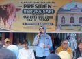 Bupati Barru Serahkan Sapi Kurban Presiden Prabowo untuk Warga Desa Nepo