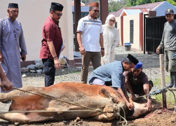 Polres Barru Sembelih 5 Sapi dan 2 Kambing, Ratusan Kupon Daging Kurban Dibagikan ke Warga