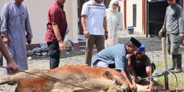 Polres Barru Sembelih 5 Sapi dan 2 Kambing, Ratusan Kupon Daging Kurban Dibagikan ke Warga