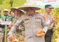 Polres Barru Gelar Panen Raya Jagung Serentak, Dukung Ketahanan Pangan Nasional