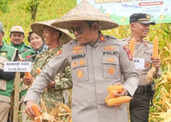 Polres Barru Gelar Panen Raya Jagung Serentak, Dukung Ketahanan Pangan Nasional