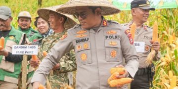 Polres Barru Gelar Panen Raya Jagung Serentak, Dukung Ketahanan Pangan Nasional