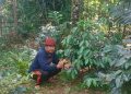 Buah Perjuangan Andi Ina Berbuah Manis, Kopi Gattareng Mulai Panen dan Jadi Harapan Baru Barru