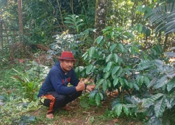 Buah Perjuangan Andi Ina Berbuah Manis, Kopi Gattareng Mulai Panen dan Jadi Harapan Baru Barru