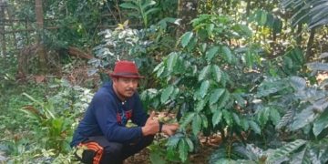 Buah Perjuangan Andi Ina Berbuah Manis, Kopi Gattareng Mulai Panen dan Jadi Harapan Baru Barru