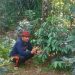 Buah Perjuangan Andi Ina Berbuah Manis, Kopi Gattareng Mulai Panen dan Jadi Harapan Baru Barru