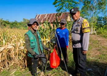 Bhabinkamtibmas Polres Barru Dampingi Ubinan Jagung di Desa Lalabata, Ukur Produktivitas Lahan