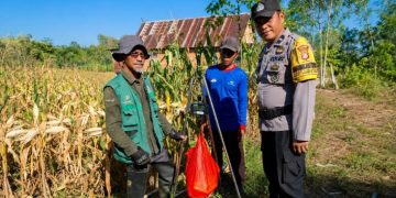 Bhabinkamtibmas Polres Barru Dampingi Ubinan Jagung di Desa Lalabata, Ukur Produktivitas Lahan